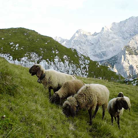 Schafe weiden in den Bergen